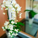 Отель Nido 3*